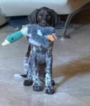 Gunner (2)