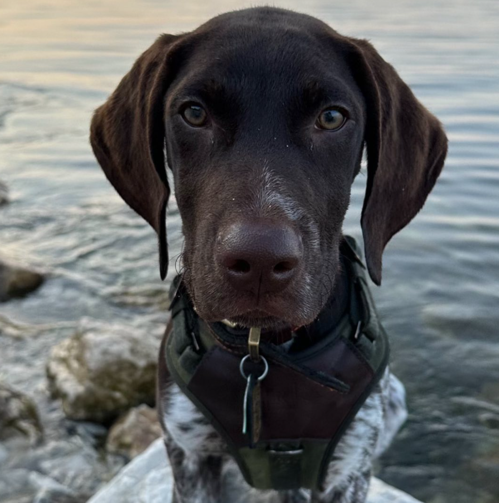 Vanish| Male | 12 weeks Old
