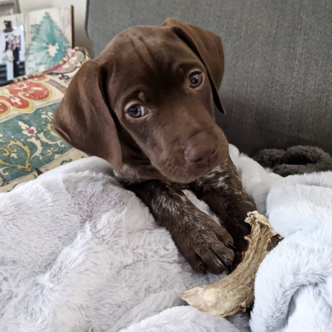 jake (5)
