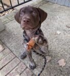 jake (5)