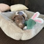 mabel (3)
