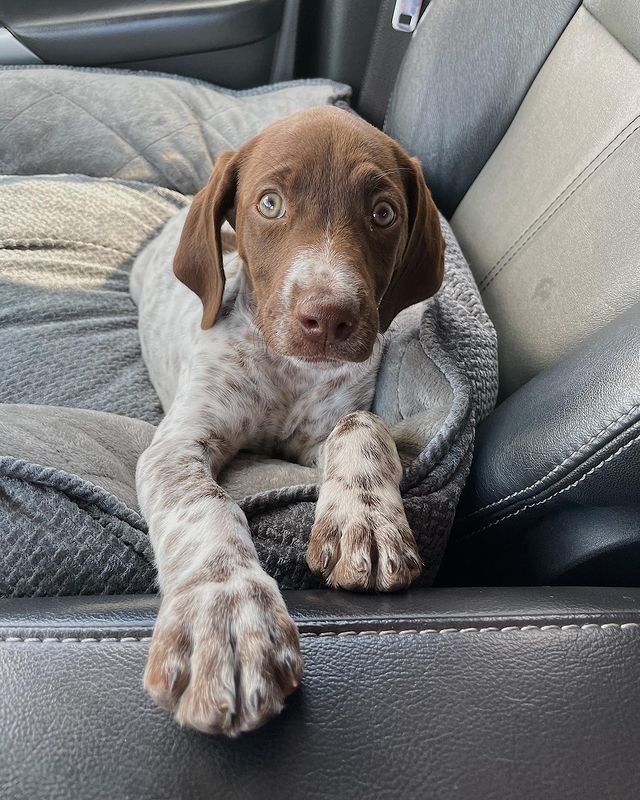 Mabel | Female | 12 weeks Old