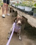 mabel (3)