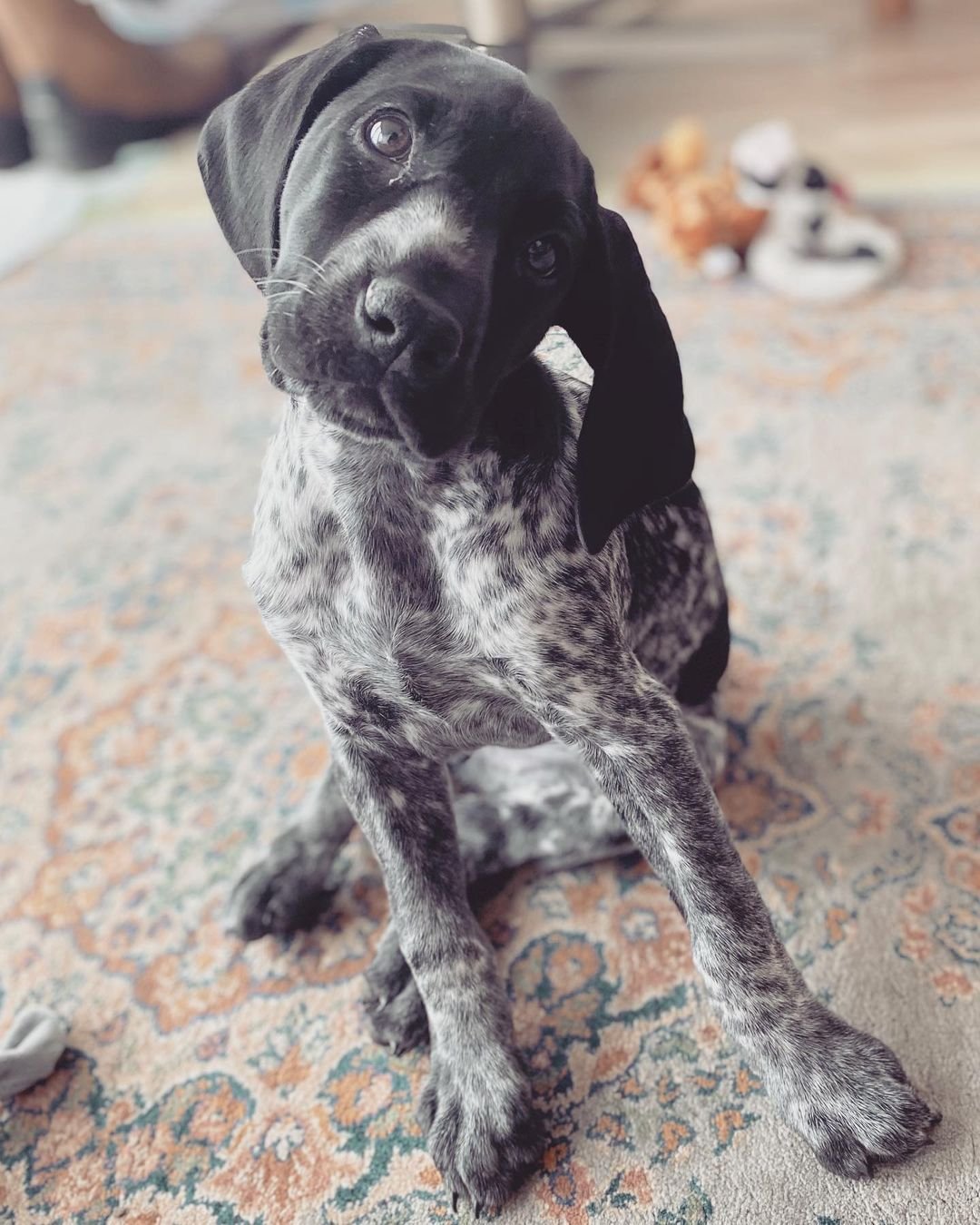 Magda| Female | 12 weeks Old