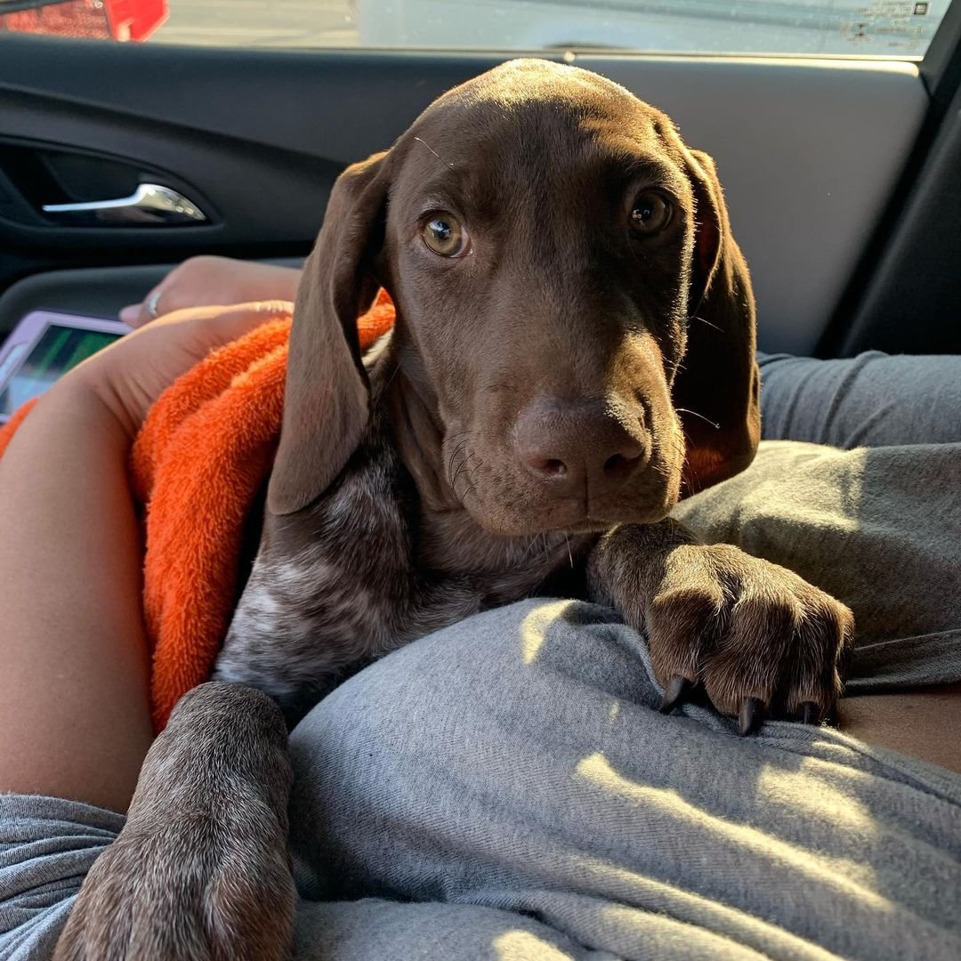 Stoeger | Male| 12 Weeks old